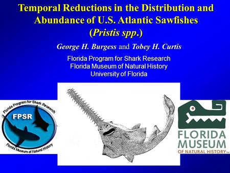 Temporal Reductions in the Distribution and Abundance of U.S. Atlantic Sawfishes (Pristis spp.) George H. Burgess and Tobey H. Curtis Florida Program for.