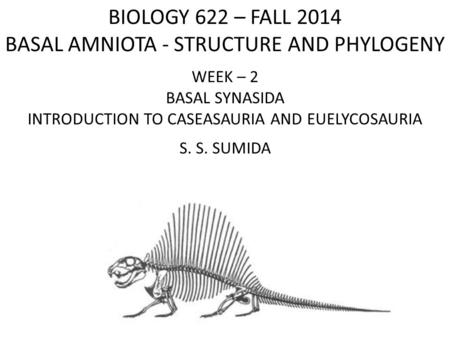 BIOLOGY 622 – FALL 2014 BASAL AMNIOTA - STRUCTURE AND PHYLOGENY WEEK – 2 BASAL SYNASIDA INTRODUCTION TO CASEASAURIA AND EUELYCOSAURIA S. S. SUMIDA.