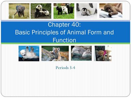 Chapter 40: Basic Principles of Animal Form and Function