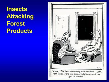 Insects Attacking Forest Products. Introduction Much damage to timber and finished wood products Damage to cut timber and finished products especially.