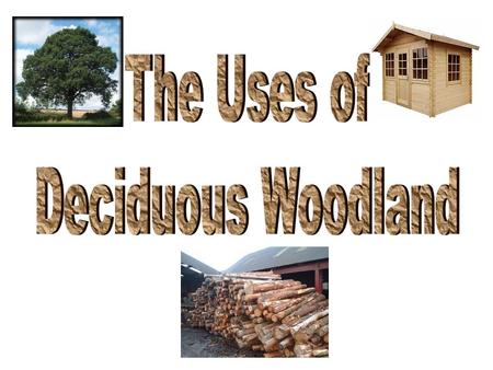 The Use of Deciduous Woodlands Aims To look at past and present uses of the Temperate Deciduous woodland ecosystems. To understand why there has been.