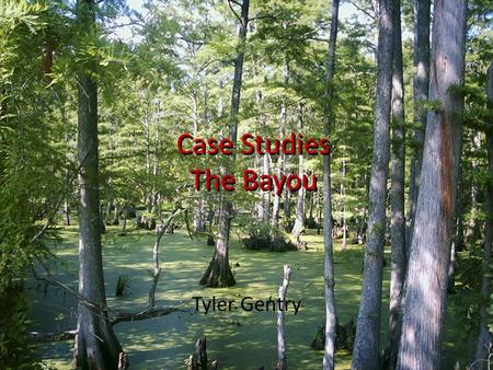 Tyler Gentry Case Studies The Bayou. Bayou A bayou is a small, slow-moving stream or creek, or a lake or pool (bayou lake) that lies in an abandoned channel.