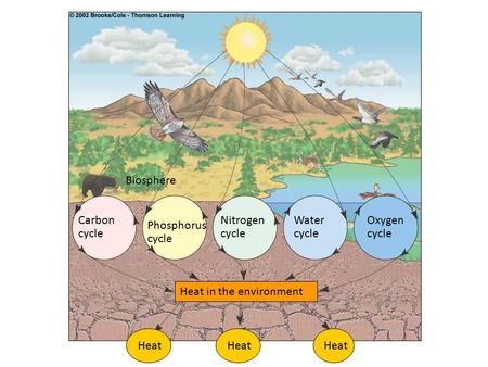 Biosphere Carbon cycle Nitrogen cycle Water cycle Oxygen cycle