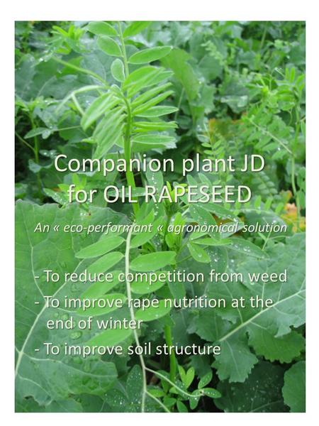 Companion plant JD for OIL RAPESEED - To reduce competition from weed - To improve rape nutrition at the end of winter - To improve soil structure An «