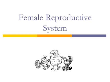 Female Reproductive System