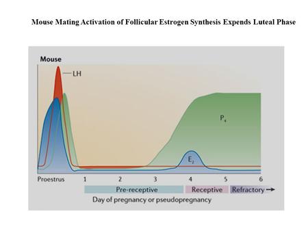 Mouse Mating Activation of Follicular Estrogen Synthesis Expends Luteal Phase.