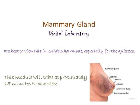 Mammary Gland Digital Laboratory It’s best to view this in Slide Show mode, especially for the quizzes. This module will take approximately 45 minutes.