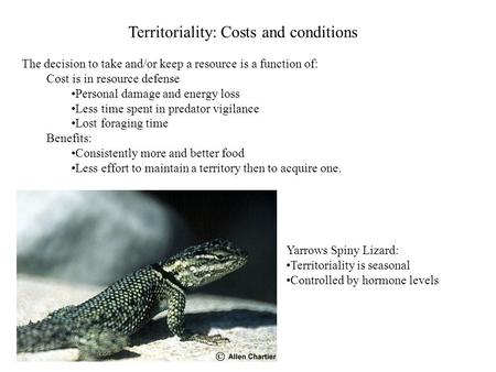 Territoriality: Costs and conditions The decision to take and/or keep a resource is a function of: Cost is in resource defense Personal damage and energy.