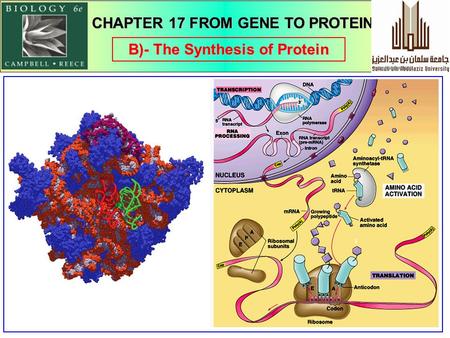 1 B)- The Synthesis of Protein CHAPTER 17 FROM GENE TO PROTEIN.