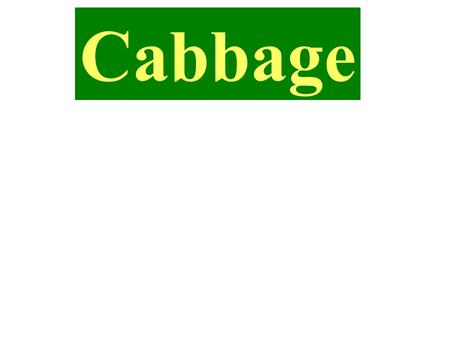 Cabbage.