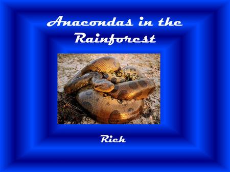 Anacondas in the Rainforest