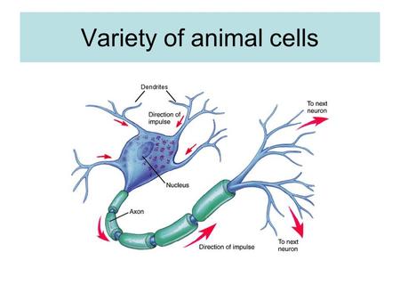 Variety of animal cells. Smooth muscle cells are cells which show no variation in a tissue. They are spindle shaped which allow them to contract and relax.