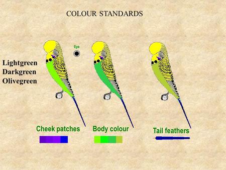 COLOUR STANDARDS Lightgreen Darkgreen Olivegreen Cheek patchesBody colour Tail feathers.