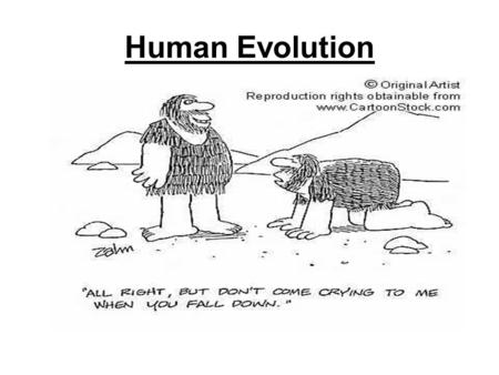 Human Evolution.