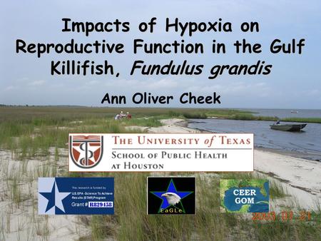 Impacts of Hypoxia on Reproductive Function in the Gulf Killifish, Fundulus grandis Ann Oliver Cheek.