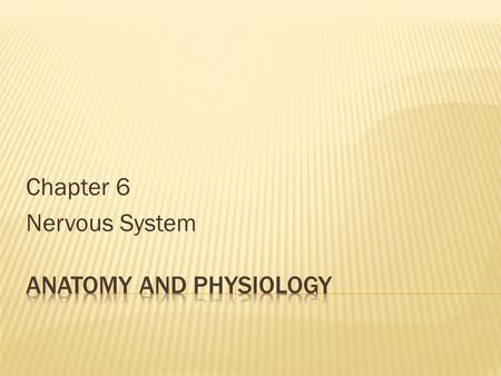 Chapter 6 Nervous System.  Exceptionally well-organized system  Responsible for coordinating all the many activates performed, both inside and outside,