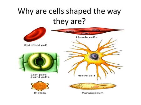 Why are cells shaped the way they are?