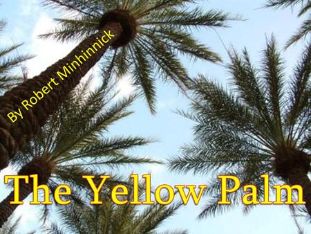 By Robert Minhinnick The Yellow Palm.