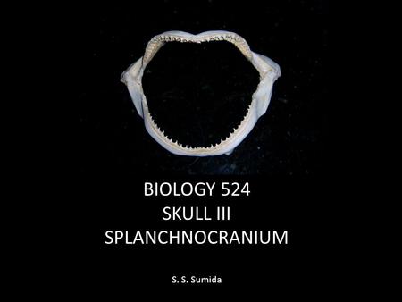 BIOLOGY 524 SKULL III SPLANCHNOCRANIUM S. S. Sumida.