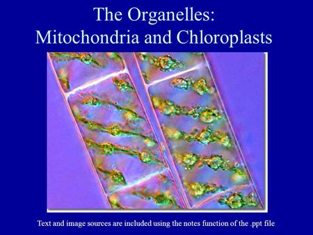 The Organelles: Mitochondria and Chloroplasts Text and image sources are included using the notes function of the.ppt file.