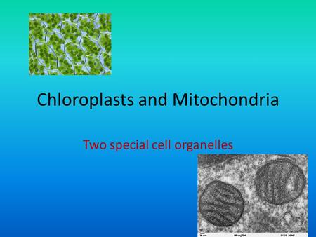 Chloroplasts and Mitochondria Two special cell organelles.