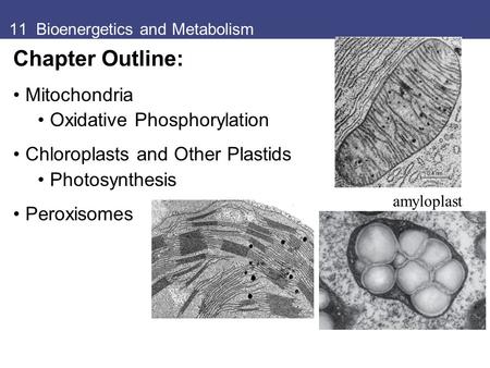 11 Bioenergetics and Metabolism