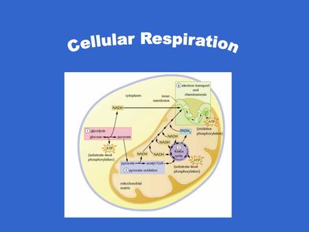 Cellular Respiration.