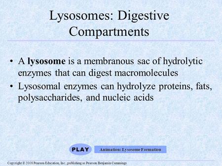 Lysosomes: Digestive Compartments