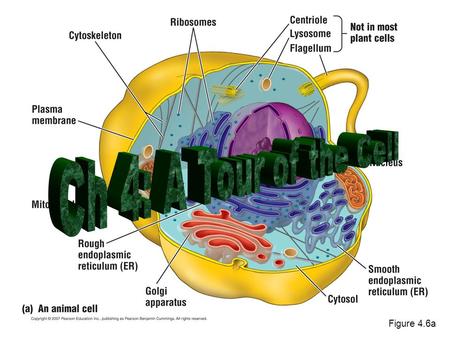 Ch 4: A Tour of the Cell Figure 4.6a.