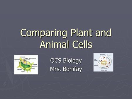 Comparing Plant and Animal Cells