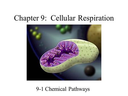 Chapter 9: Cellular Respiration