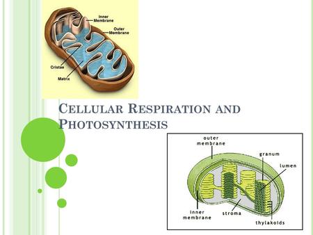 C ELLULAR R ESPIRATION AND P HOTOSYNTHESIS. *The respiratory system carries oxygen to the circulatory system. *The circulatory system in turn, carries.