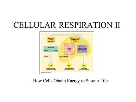 CELLULAR RESPIRATION II