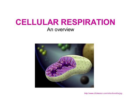 CELLULAR RESPIRATION An overview