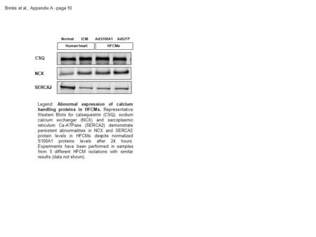 CSQ NCX SERCA2 NormalAdGFPAdS100A1 Human heartHFCMs ICM Brinks et al., Appendix A - page 10 Legend: Abnormal expression of calcium handling proteins in.