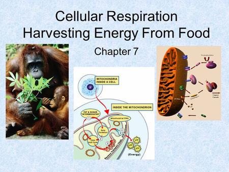 Cellular Respiration Harvesting Energy From Food