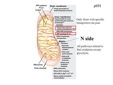 P691 Only those with specific transporters can pass All pathways related to fuel oxidation except glycolysis N side.