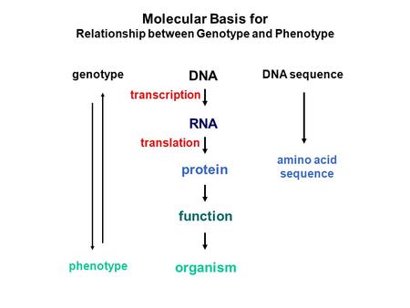 Molecular Basis for Relationship between Genotype and Phenotype DNA RNA protein genotype function organism phenotype DNA sequence amino acid sequence transcription.