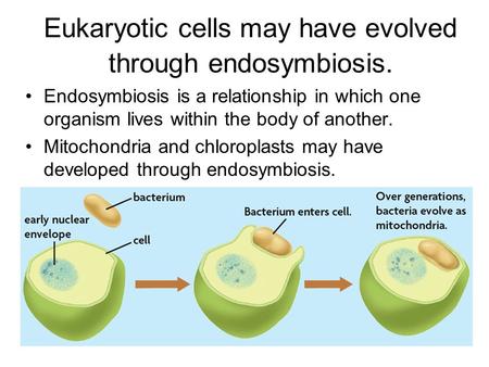 Eukaryotic cells may have evolved through endosymbiosis. Endosymbiosis is a relationship in which one organism lives within the body of another. Mitochondria.