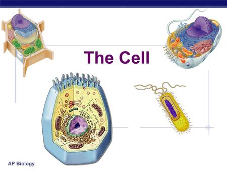 The Cell.