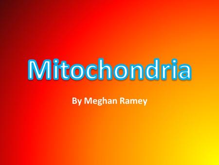 By Meghan Ramey. The Mitochondria produces energy. The folds inside the organelle, the cristae is where sugar, and oxygen are combined creating energy.