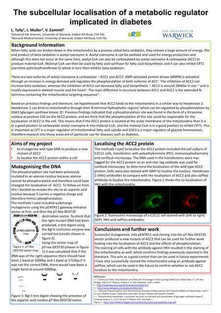 The subcellular localisation of a metabolic regulator implicated in diabetes L. Tully 1, J. Muller 2, V. Zammit 2 1 School of Life Sciences, University.