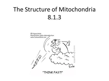 The Structure of Mitochondria 8.1.3. The Structure of Mitochondria Matrix – internal cytosol that contains enzymes for link reaction and Krebs Cristae.