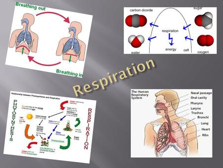 Respiration.