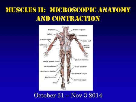 Muscles II: Microscopic Anatomy and Contraction October 31 – Nov 3 2014.