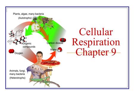 Cellular Respiration Chapter 9