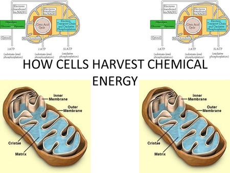 HOW CELLS HARVEST CHEMICAL ENERGY