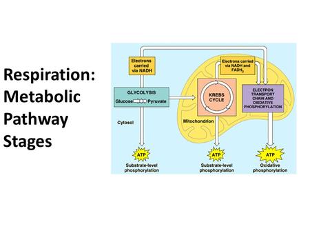 Respiration: Metabolic Pathway Stages. The reactions occur in four stages: Glycolysis Link reaction Krebs cycle Electron transport chain.