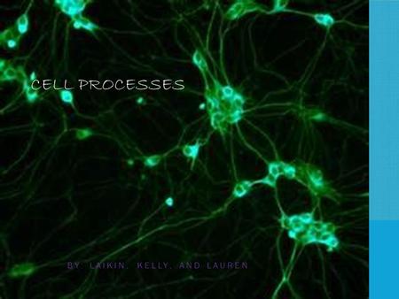 CELL PROCESSES BY: LAIKIN, KELLY, AND LAUREN. CELL ORGANELLES Nucleus : The nucleus contains the DNA and controls the cells activities. Cell Membrane.