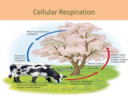 Cellular Respiration.